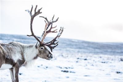 Cairngorm Reindeer Centre